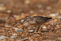 David Plant Photography - Wildlife Photographer - Knot - J